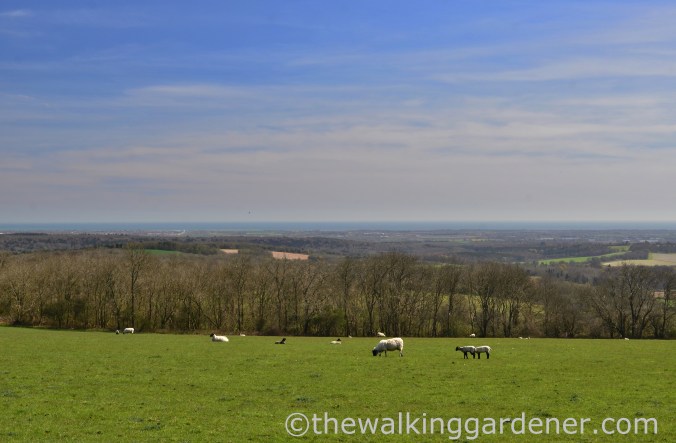 South Downs Way Day 3 (44)