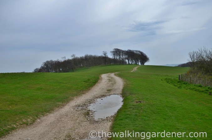 chanctonbury-ring-2