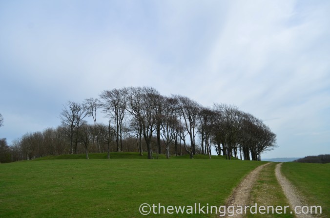 chanctonbury-ring-3