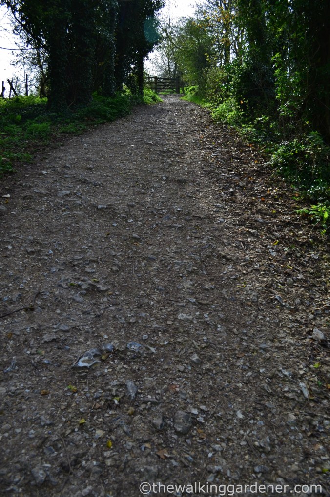 south-downs-way-day-4-1