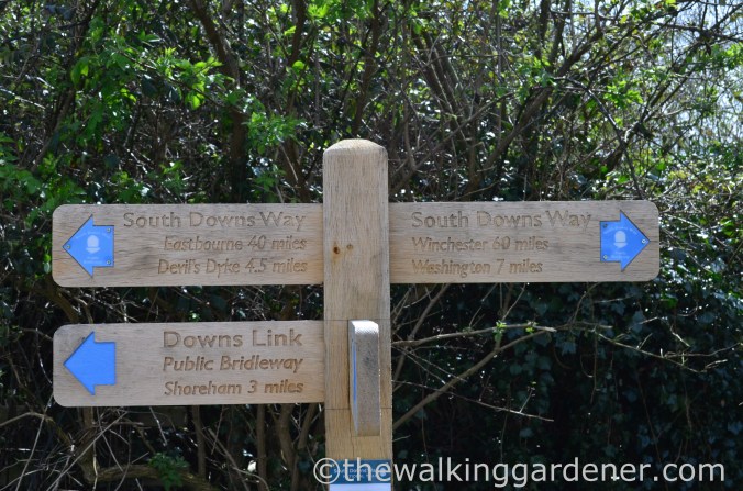 south-downs-way-day-4-12