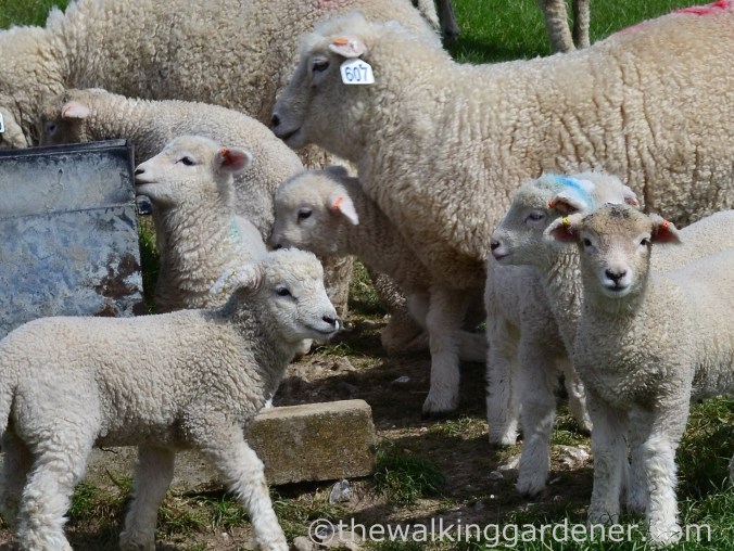 south-downs-way-day-4-7