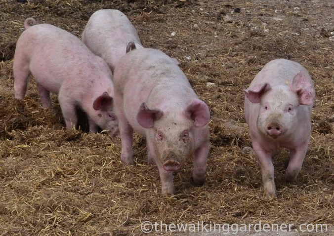 south-downs-way-day-4-9