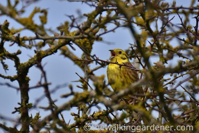 yellowhammer