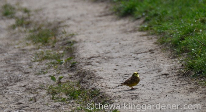 yellowhammer-2