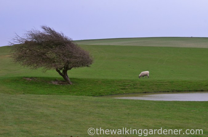 pyecombe-to-southease-south-downs-way-10