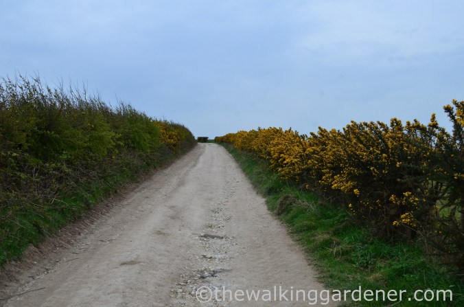 pyecombe-to-southease-south-downs-way-5