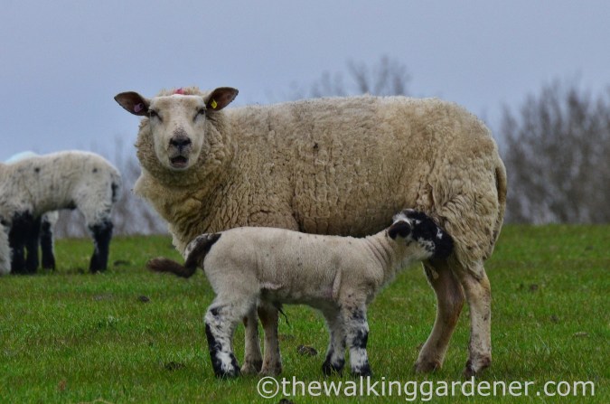 pyecombe-to-southease-south-downs-way-6