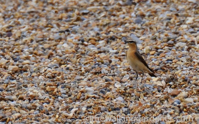 Cromer to Blakeney (26)