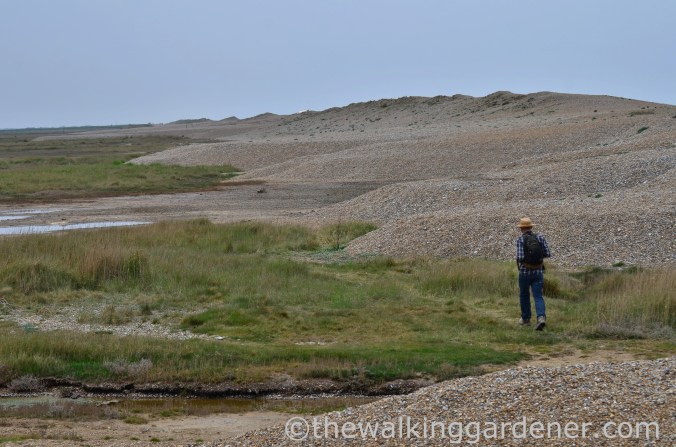 Cromer to Blakeney (28)
