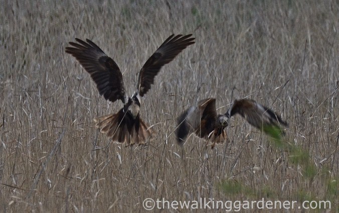 Marsh Harrriers