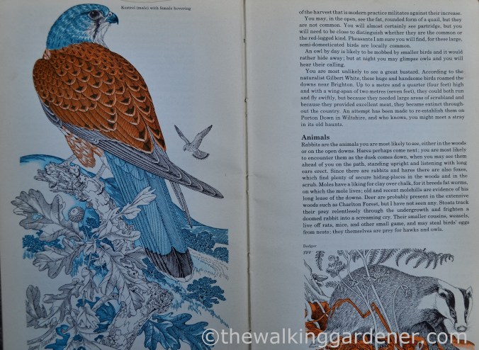 HMSO South Downs Way (1)