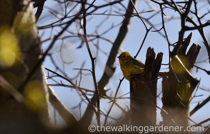 yellowhammer