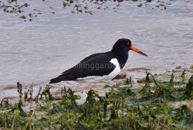 Oystercatcher (1)