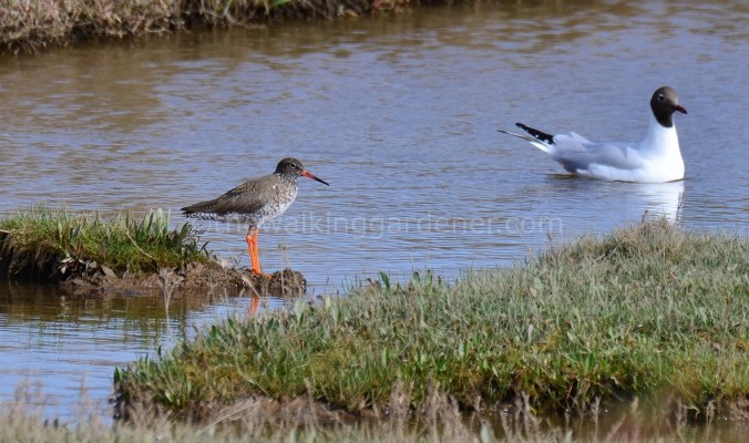 Redshank (3)