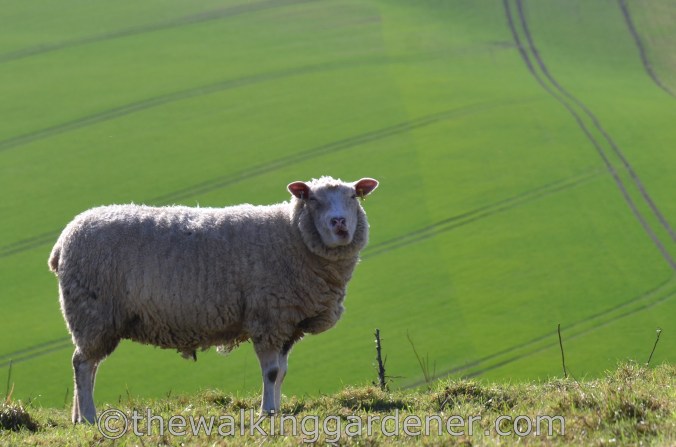 The Ridgeway Day 1 Overton Hill to Liddington 
